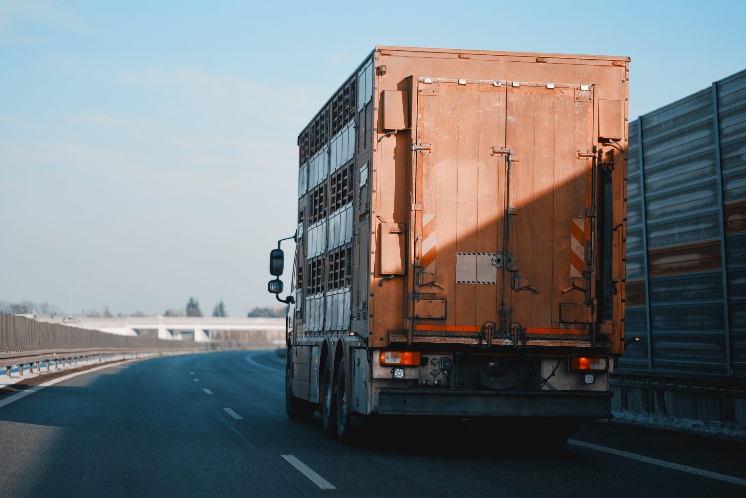 Trasporto di animali vivi: pubblicato il decreto che definisce programmi formativi ed esclusioni dal suo campo di applicazione