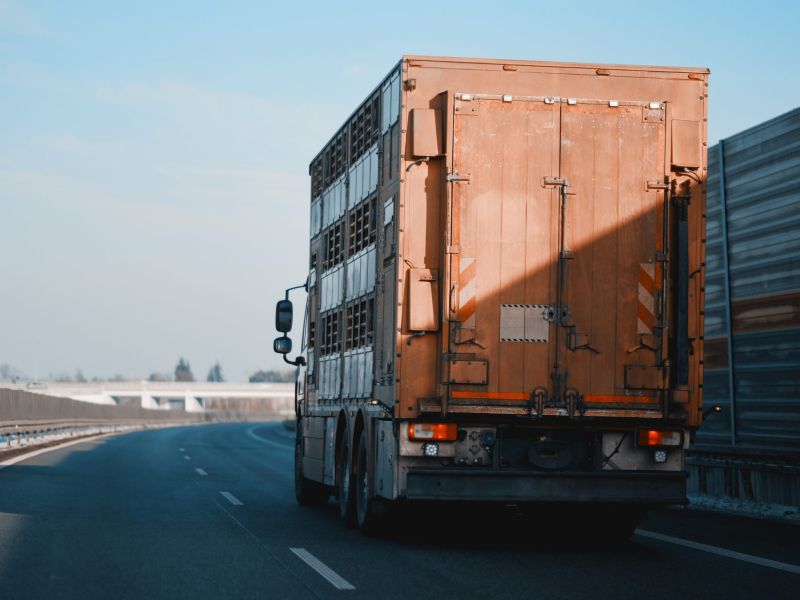Trasporto di animali vivi: pubblicato il decreto che definisce programmi formativi ed esclusioni dal suo campo di applicazione