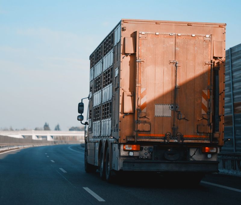 Trasporto di animali vivi: pubblicato il decreto che definisce programmi formativi ed esclusioni dal suo campo di applicazione