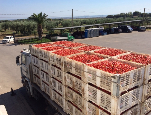 Foggia: in vista dell’imminente avvio della campagna di raccolta del pomodoro, Assotir scrive al Prefetto Mariani per contrastare il fenomeno dei trasportatori abusivi